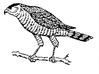 A line art drawing of a Coopers Hawk