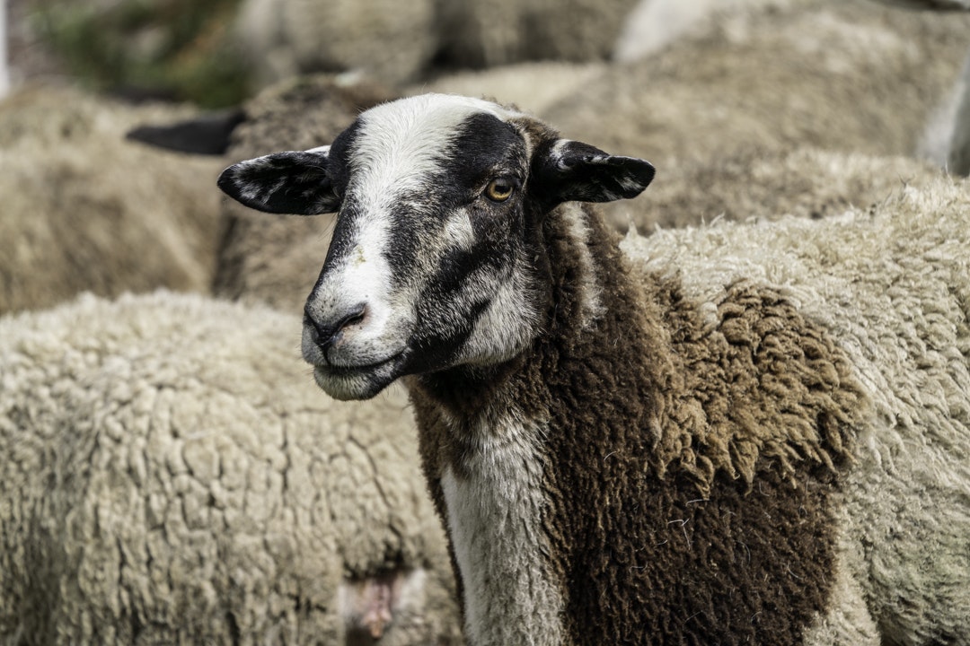 A sheep with a distinct black and white face stands out among a flock.