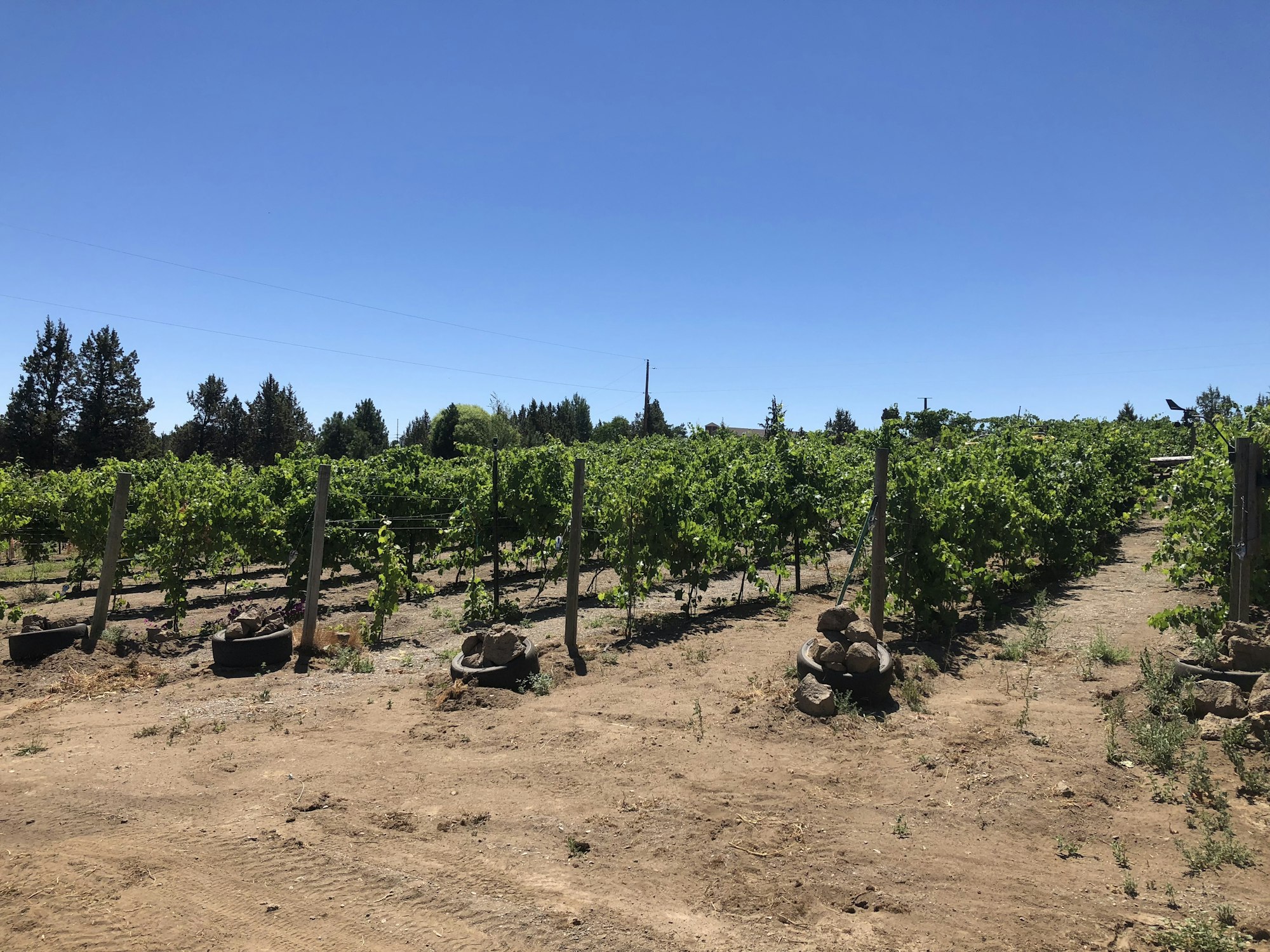 A vibrant vineyard in Swalley Irrigation District