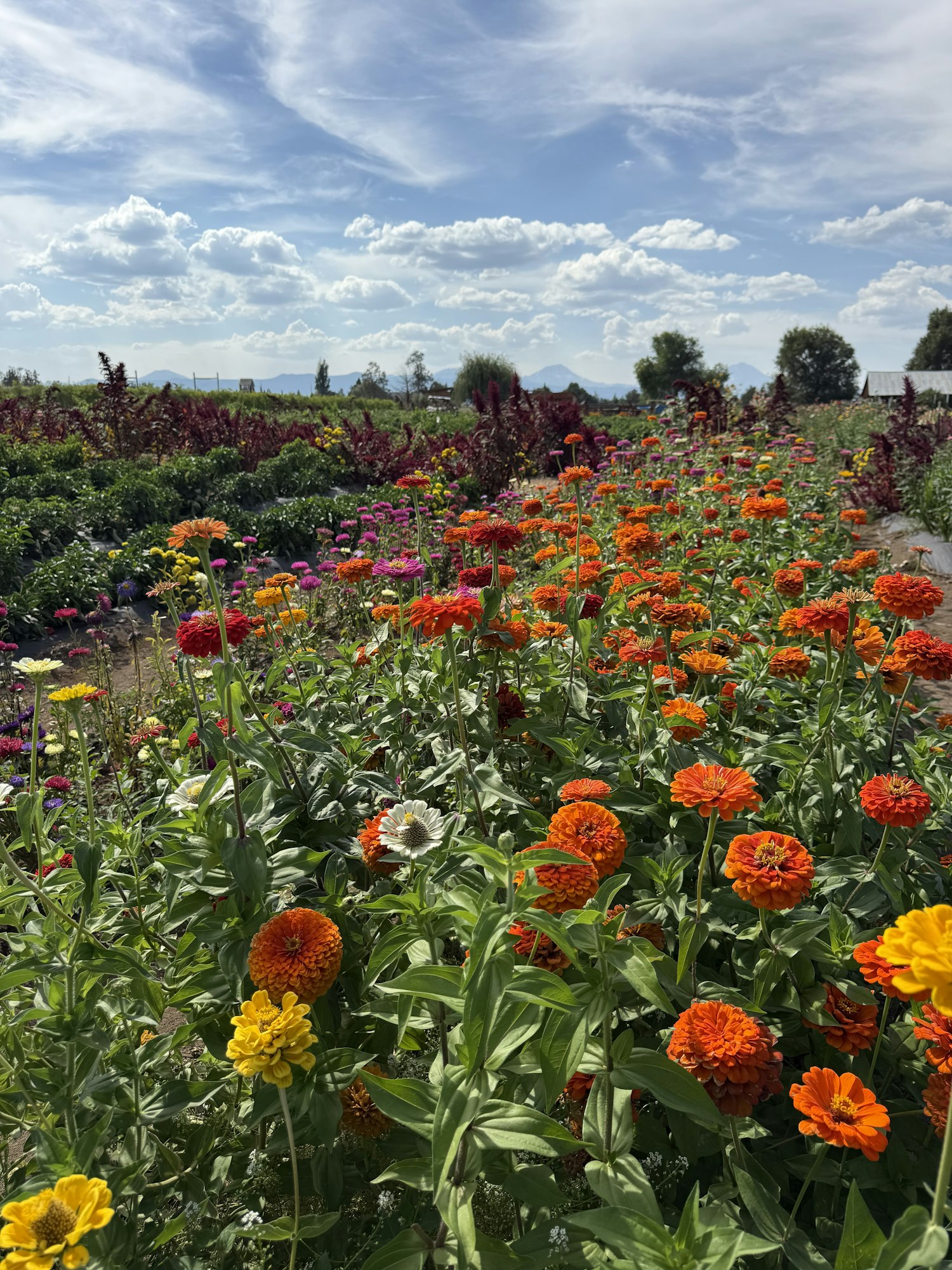 A vibrant field of orange, yellow, and red flowers under a blue sky with fluffy clouds.