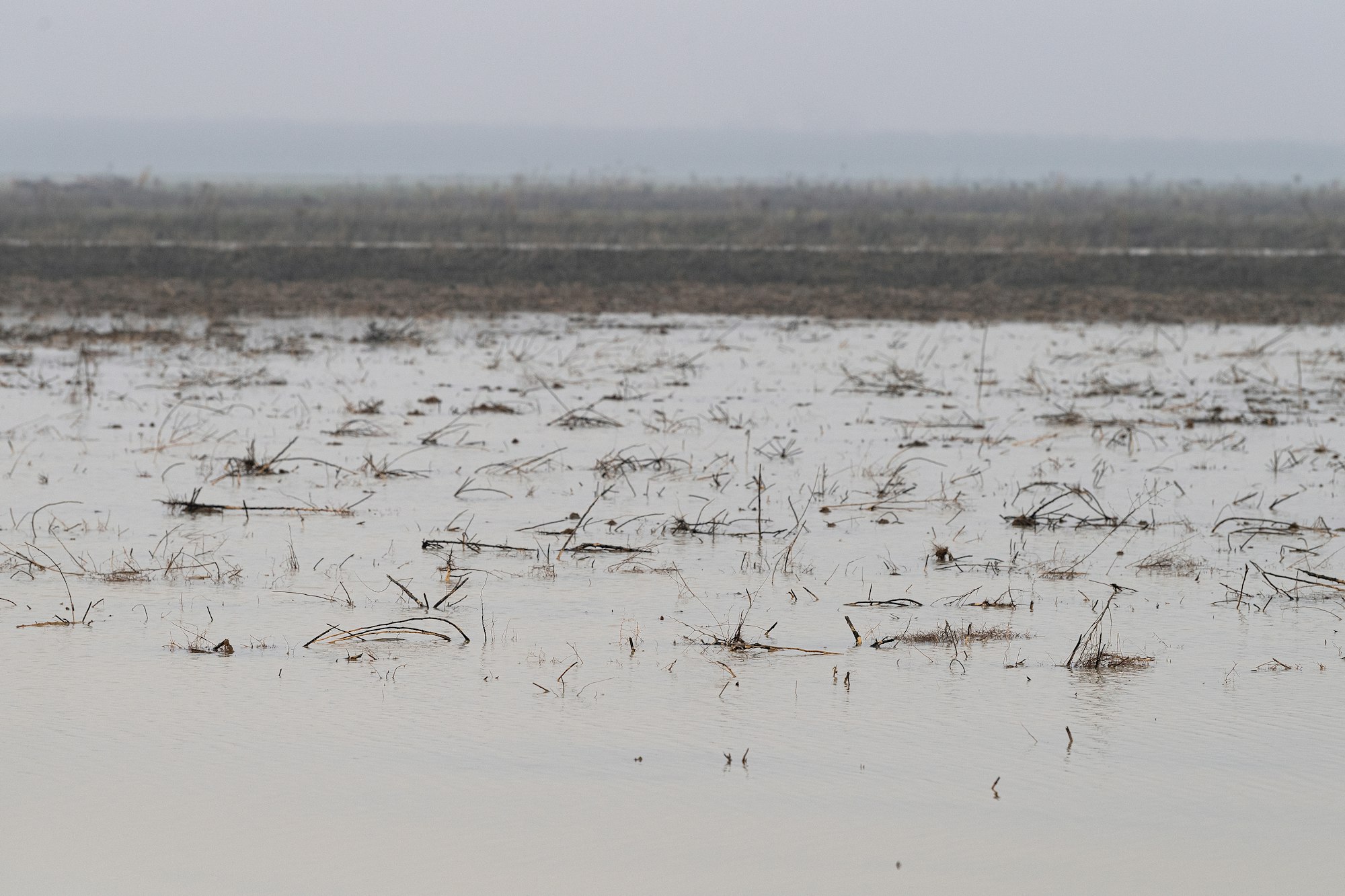 May contain: land, nature, outdoors, swamp, and water