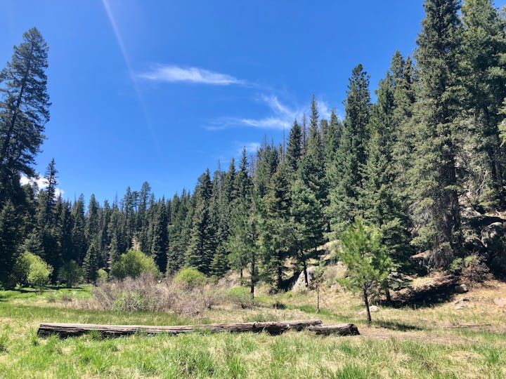 May contain: fir, plant, tree, pine, conifer, vegetation, nature, outdoors, scenery, and wilderness