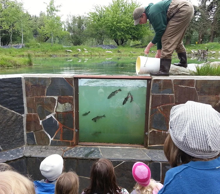 May contain: a man releasing fish into a body of water for an audience