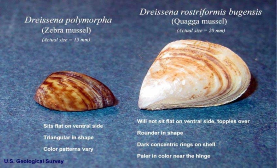 Comparison of Zebra and Quagga mussels with descriptors of physical differences.