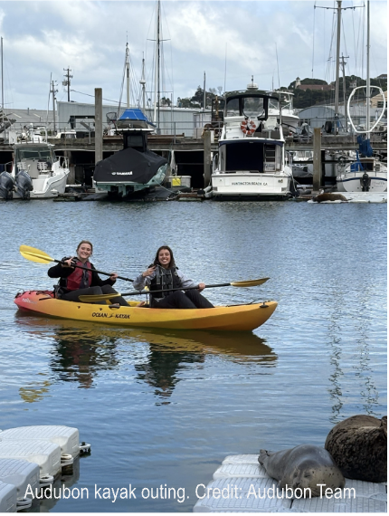 People kayaking on a harbor with boats in the background, and a harbor seal in the foreground.