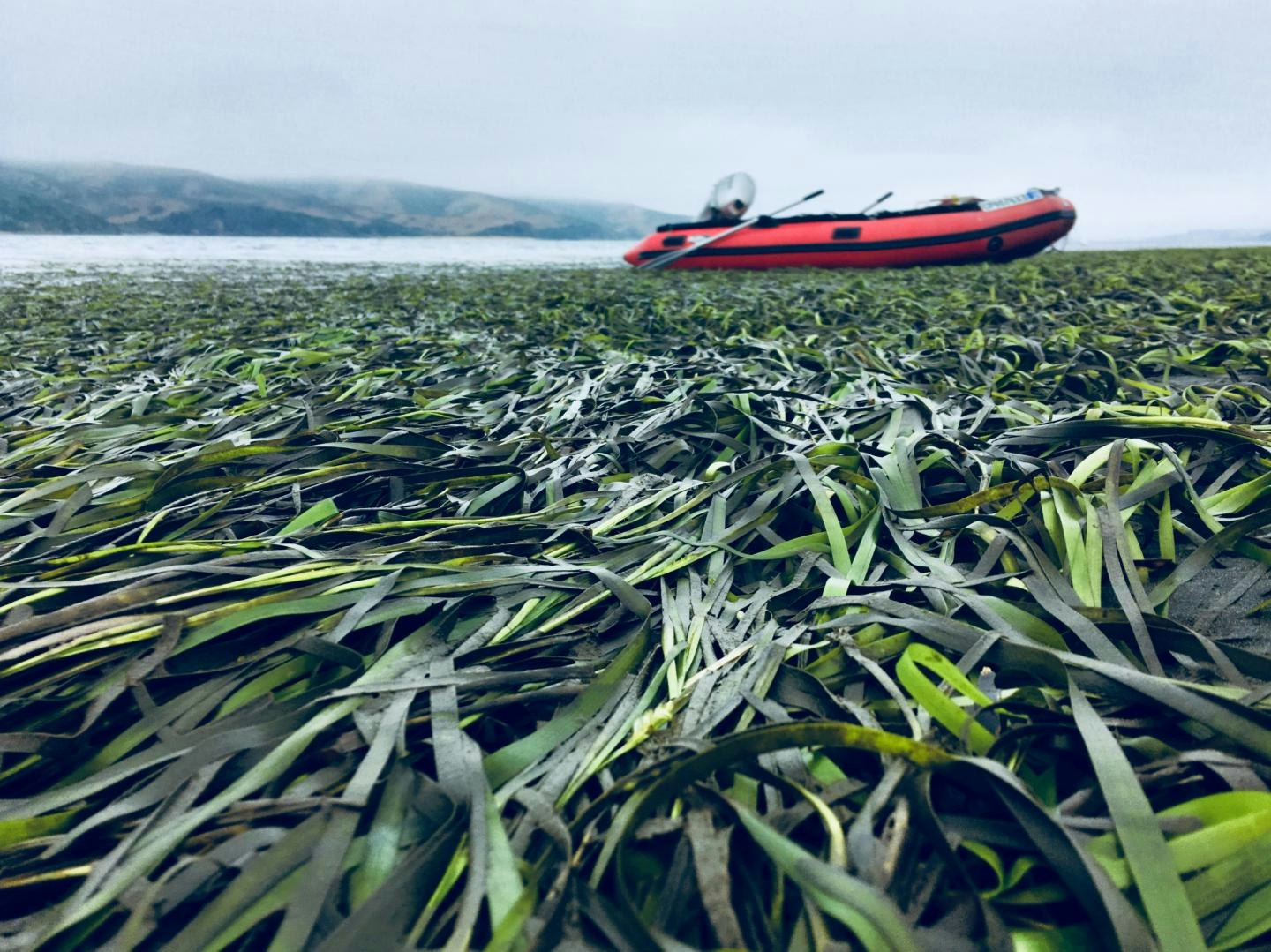 A red kayak floats on water, amidst a dense sea of green seagrass, with hills in the foggy distance.