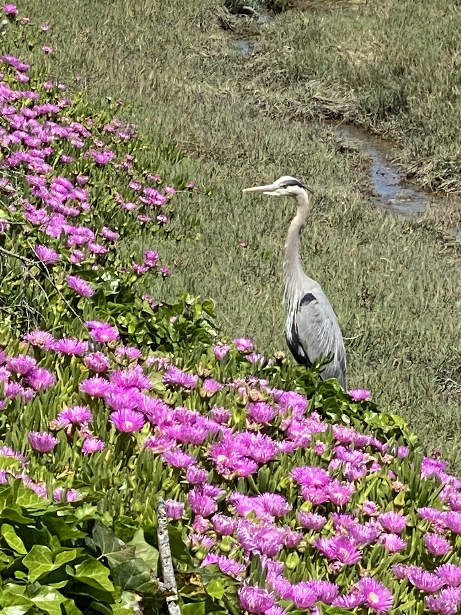 Purple flowers and bird