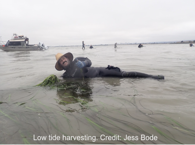 Person in wetsuit at low tide harvesting seagrass, with others and boats in the background.