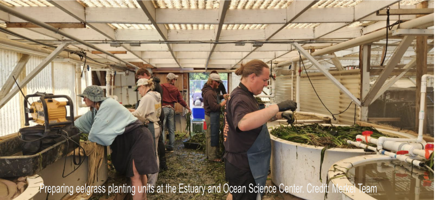 People preparing eelgrass planting units at a science center.