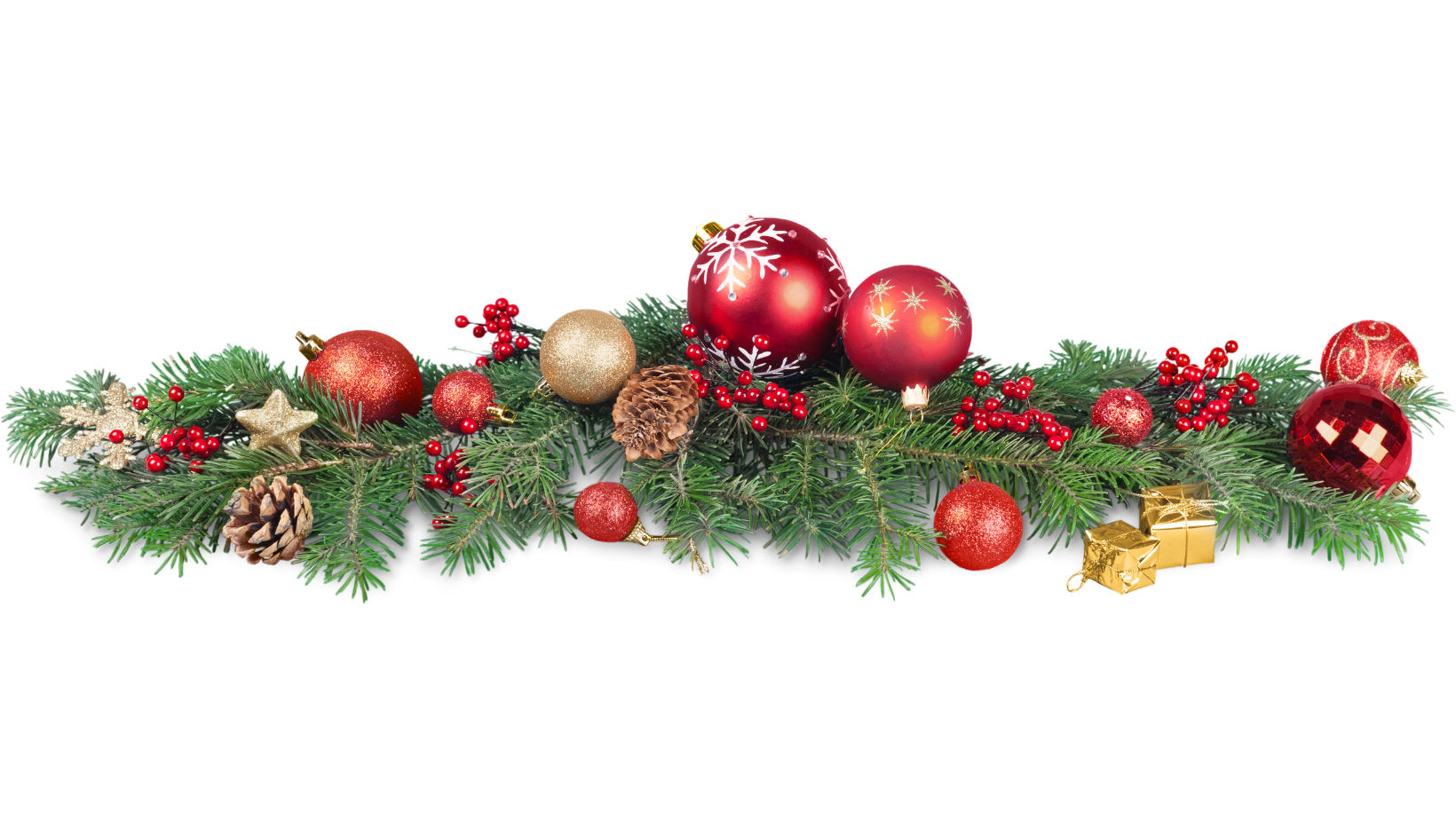 May contain: plant, tree, and conifer