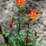 May contain: flower, plant, and aquilegia