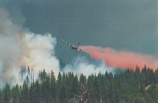 May contain: conifer, plant, tree, and smoke