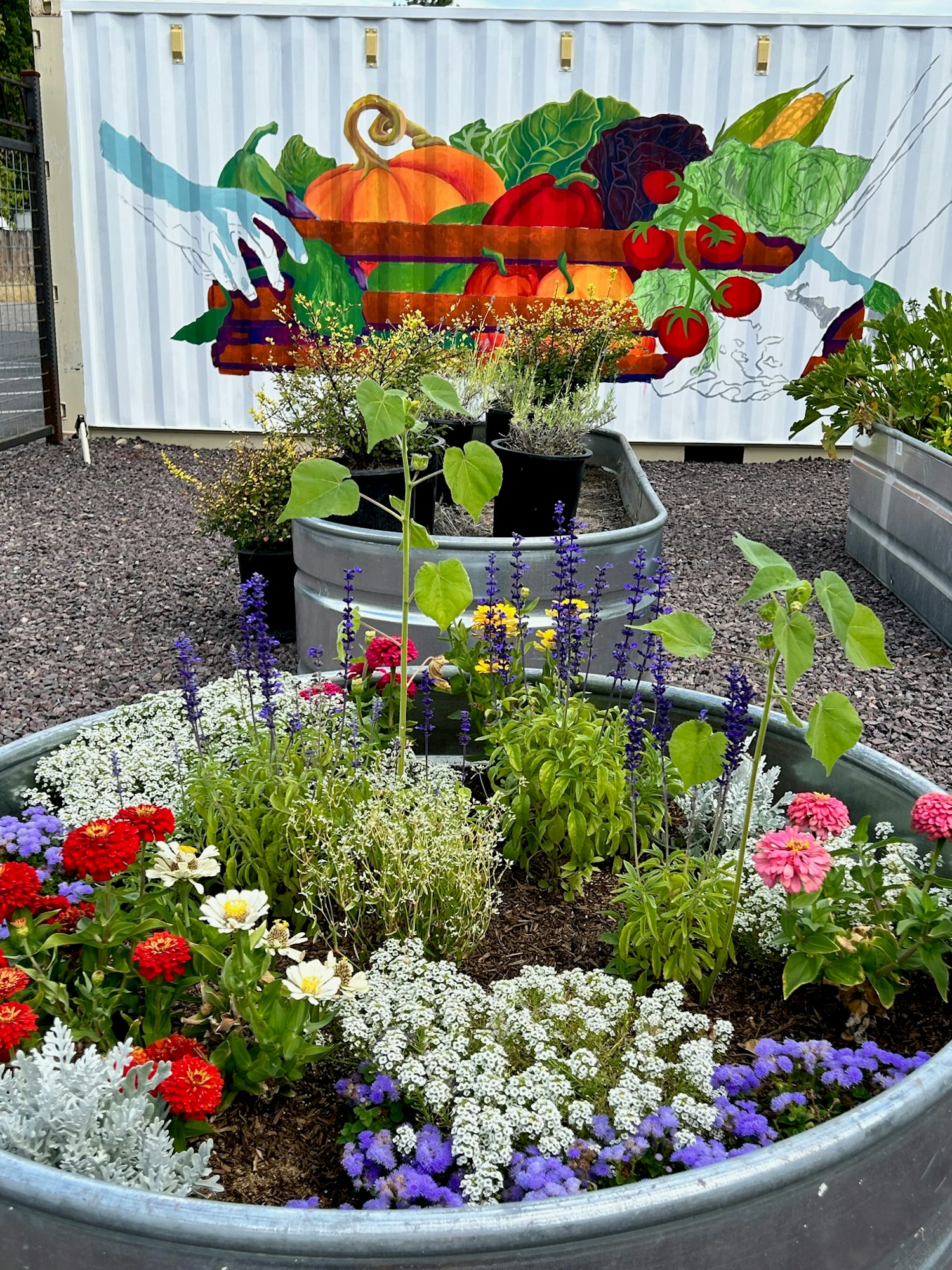 May contain: plant, potted plant, jar, planter, pottery, vase, herbal, herbs, garden, nature, outdoors, backyard, yard, flower, and gardening