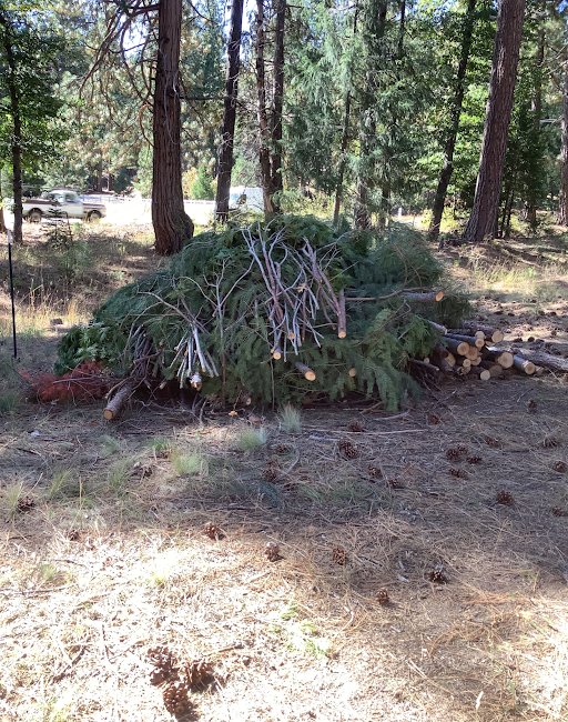 A pile of branches and logs in a wooded area, with some pine cones scattered on the ground and a road visible in the background.