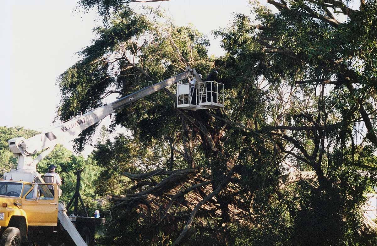 May contain: plant, vegetation, machine, wheel, tree, architecture, building, housing, land, nature, outdoors, and rainforest