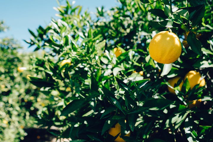 A close-up of a lemon tree with bright yellow lemons amidst lush green leaves under a clear blue sky.