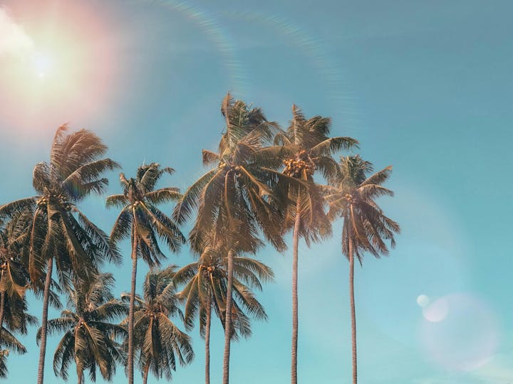 Tropical palm trees against a sunny sky with lens flare.