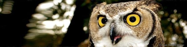 Close-up of a great horned owl with vivid yellow eyes, set against a blurred background.