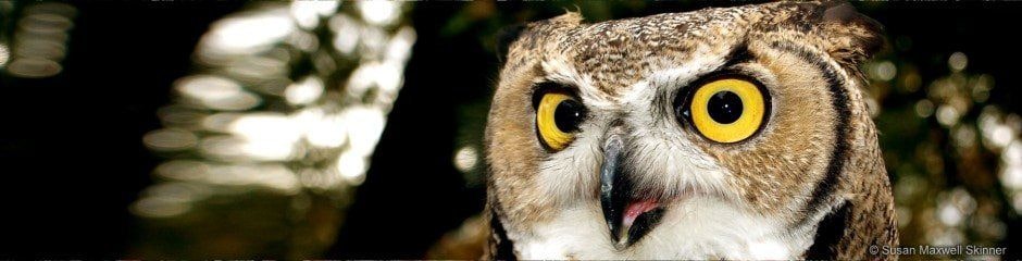Close-up of an owl's face with striking yellow eyes, against a blurred background.