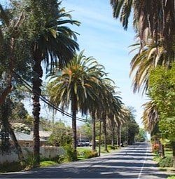 A tree-lined street with palm trees under a clear blue sky.