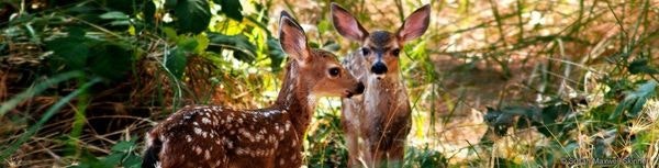Two deer, one with spots, in a green brush.