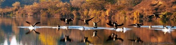 Geese taking flight over a tranquil lake with autumn trees reflected on the water's surface.