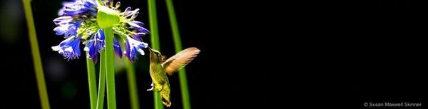 Blue flower with green leaves and a hummingbird in flight on a black background.