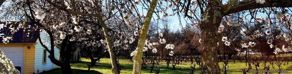 Blossoming trees in an orchard with a small building.