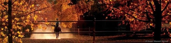 A person walks in a park with autumn leaves and haze, evoking a serene, seasonal mood.