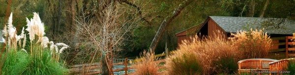 Rustic building among trees, with tall grasses and a wooden bridge in a tranquil outdoor setting.