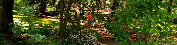 A person walking through a sunlit garden pathway surrounded by lush greenery and vibrant flowers.