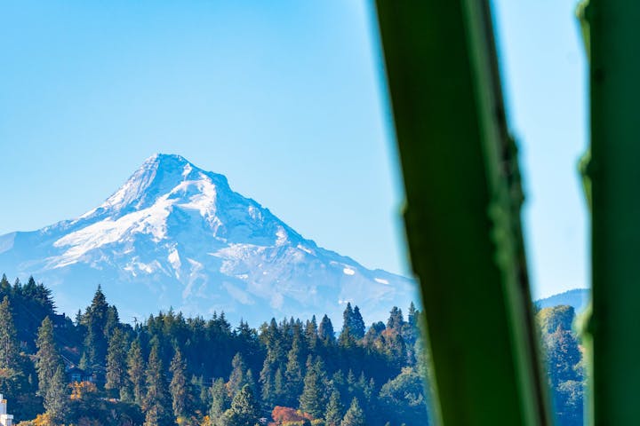 A snow-capped mountain looms over a forested landscape under a clear blue sky, framed by green foliage.