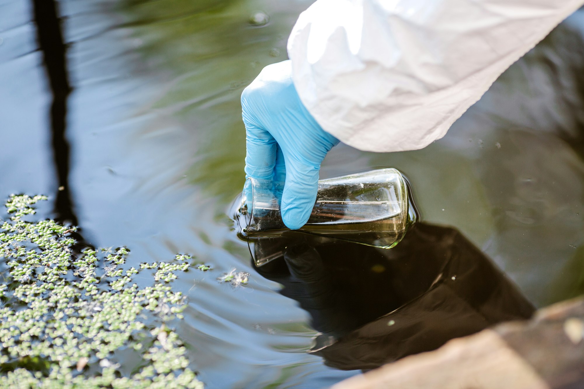 A gloved hand collects water samples using a glass container in a body of water, surrounded by green aquatic plants.