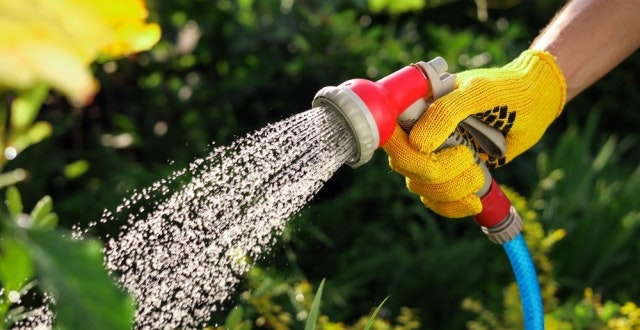 A person in yellow gloves is watering plants with a hose, spraying water onto greenery in a garden setting.