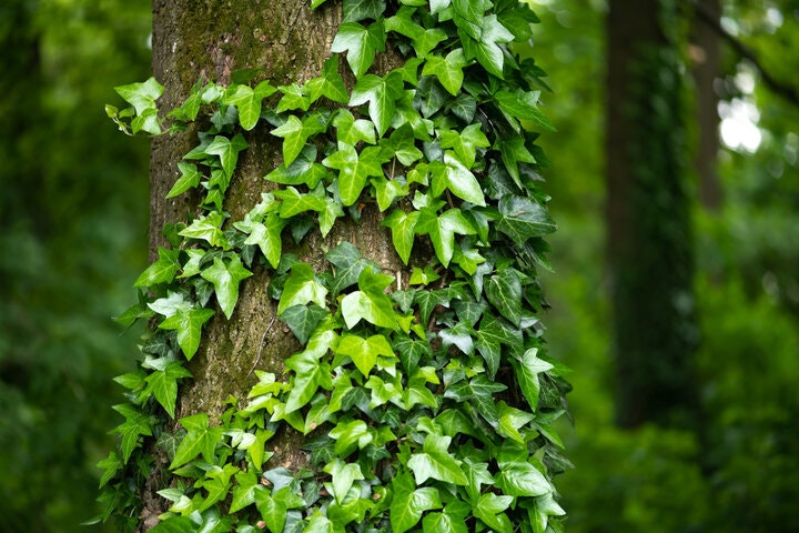 A tree trunk with ivy leaves climbing up it.