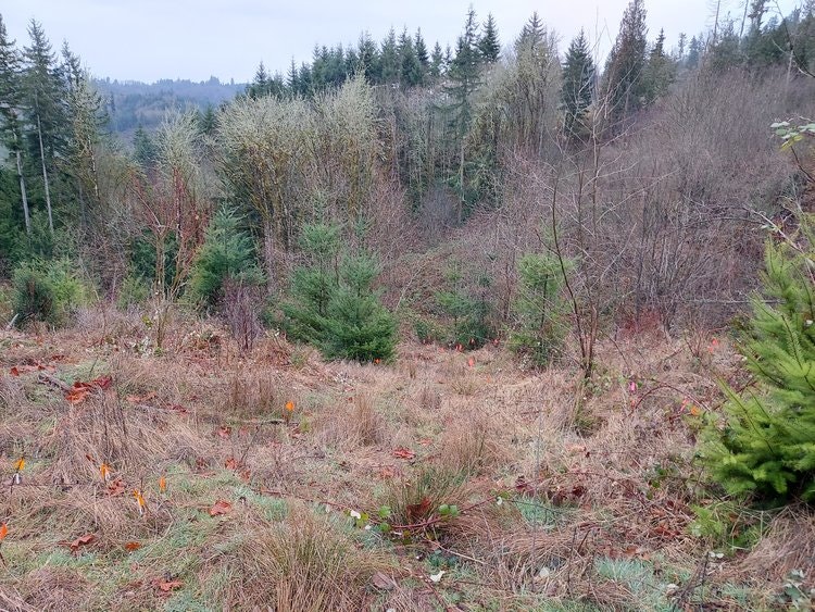May contain: plant, vegetation, tree, nature, outdoors, wilderness, fir, land, woodland, conifer, and pine