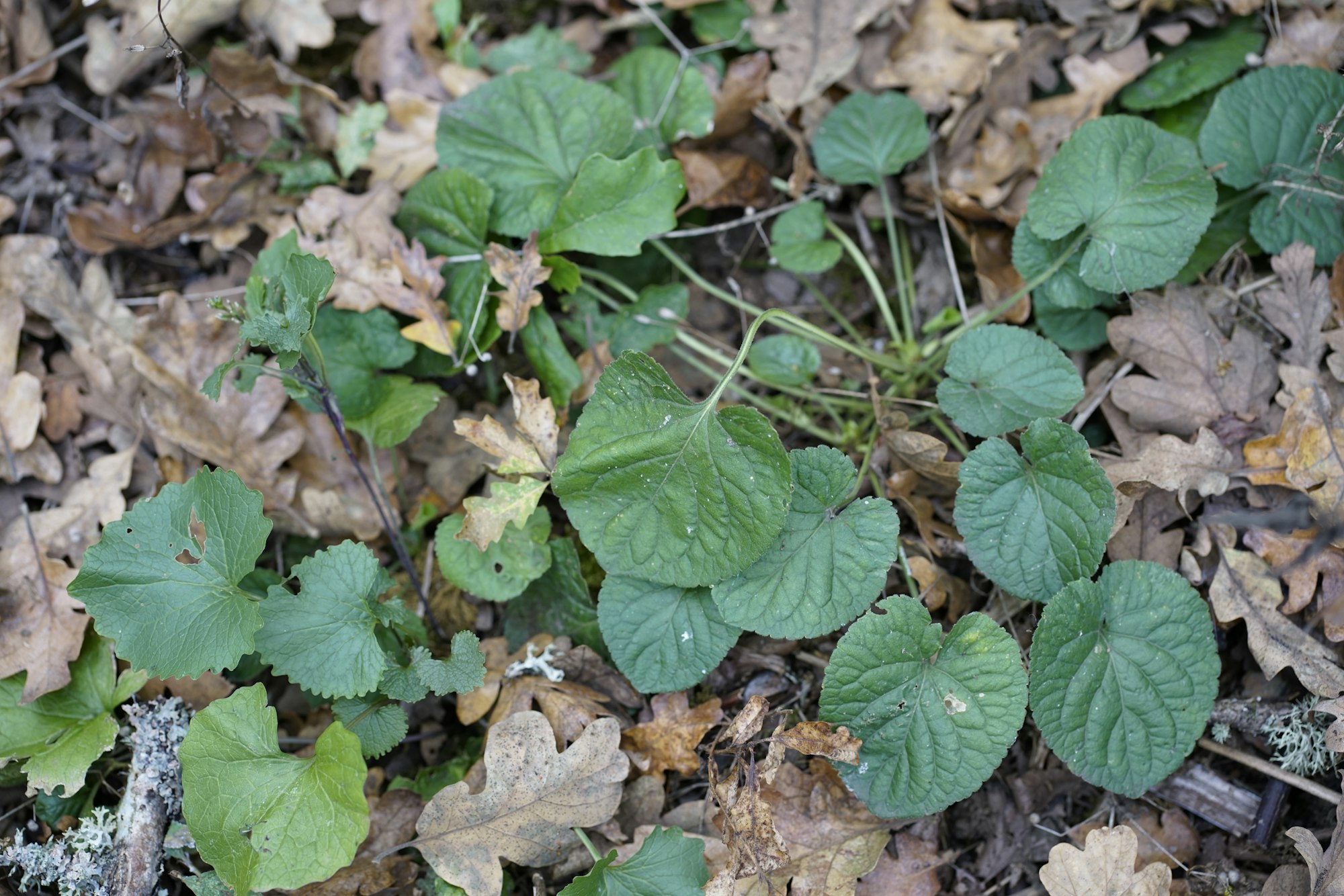 Green leaves and dry brown leaves on the forest floor.