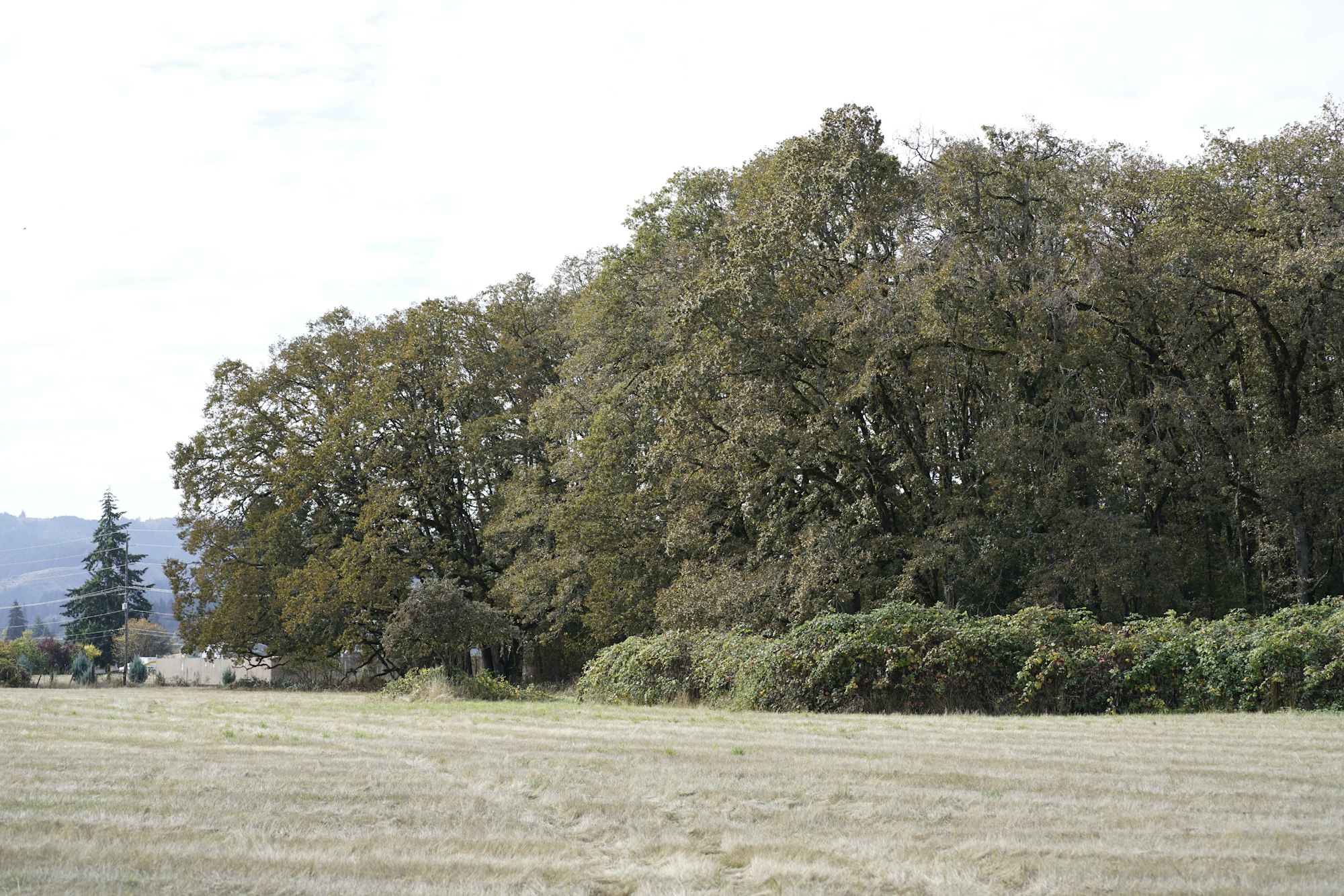 A field with dry grass, surrounded by dense trees and shrubs on a cloudy day.