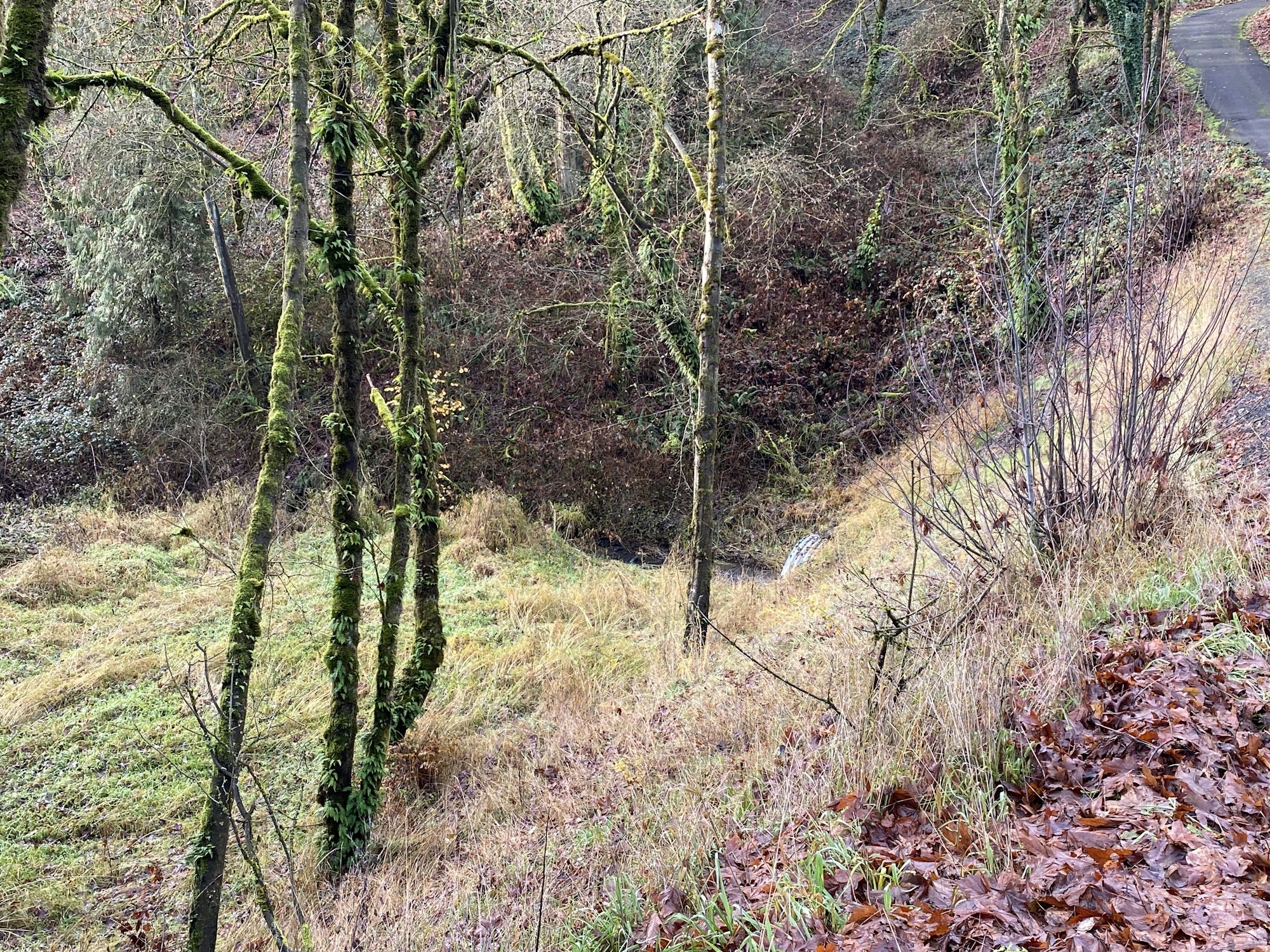 Moss-covered trees next to a road in a damp, grassy woodland area with fallen leaves.