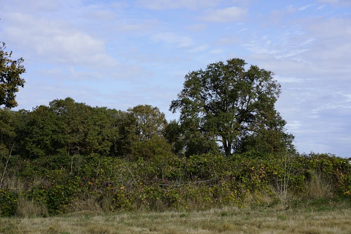 A grassy field with dense bushes and tall trees under a partly cloudy sky.