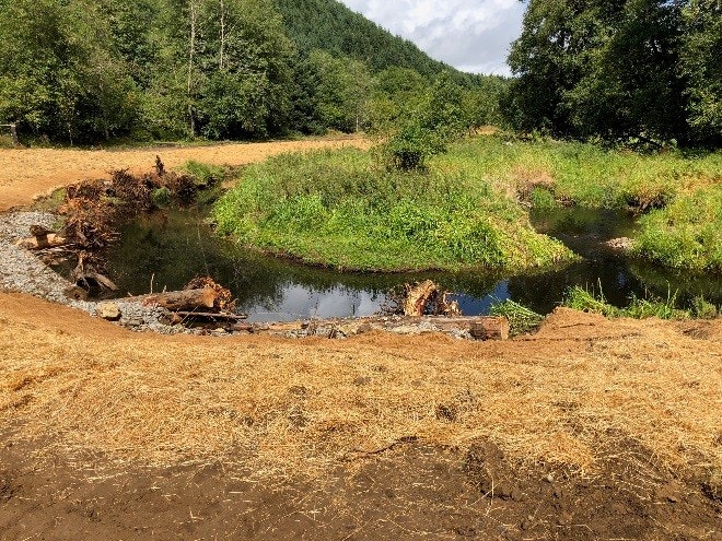 A meandering stream, greenery, uprooted trees, and a clearing under a blue sky.
