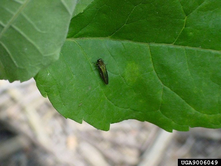May contain: leaf, plant, animal, insect, and invertebrate