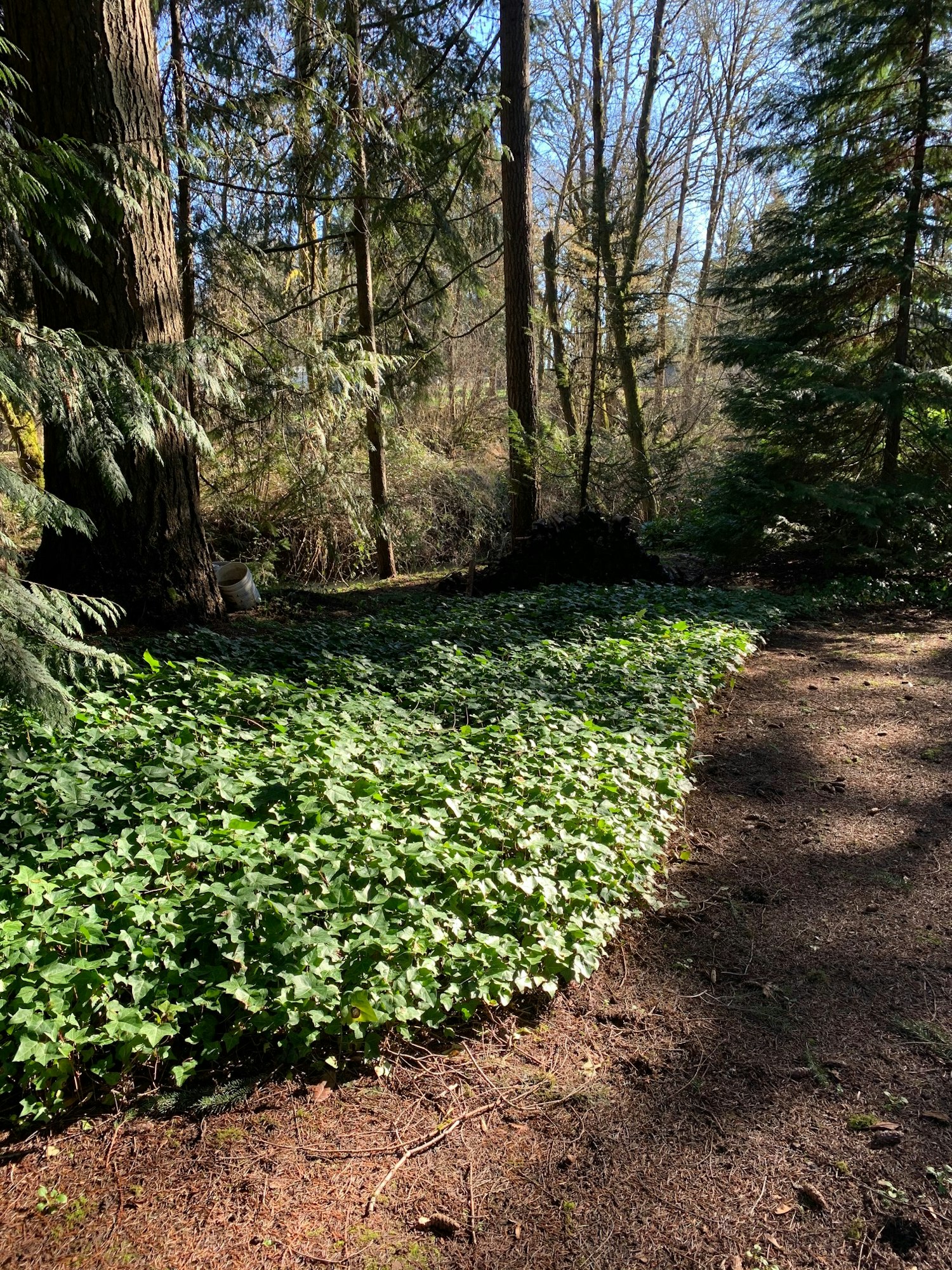 Forest path with ivy on the forest floor, surrounded by tall trees and sunlight filtering through.