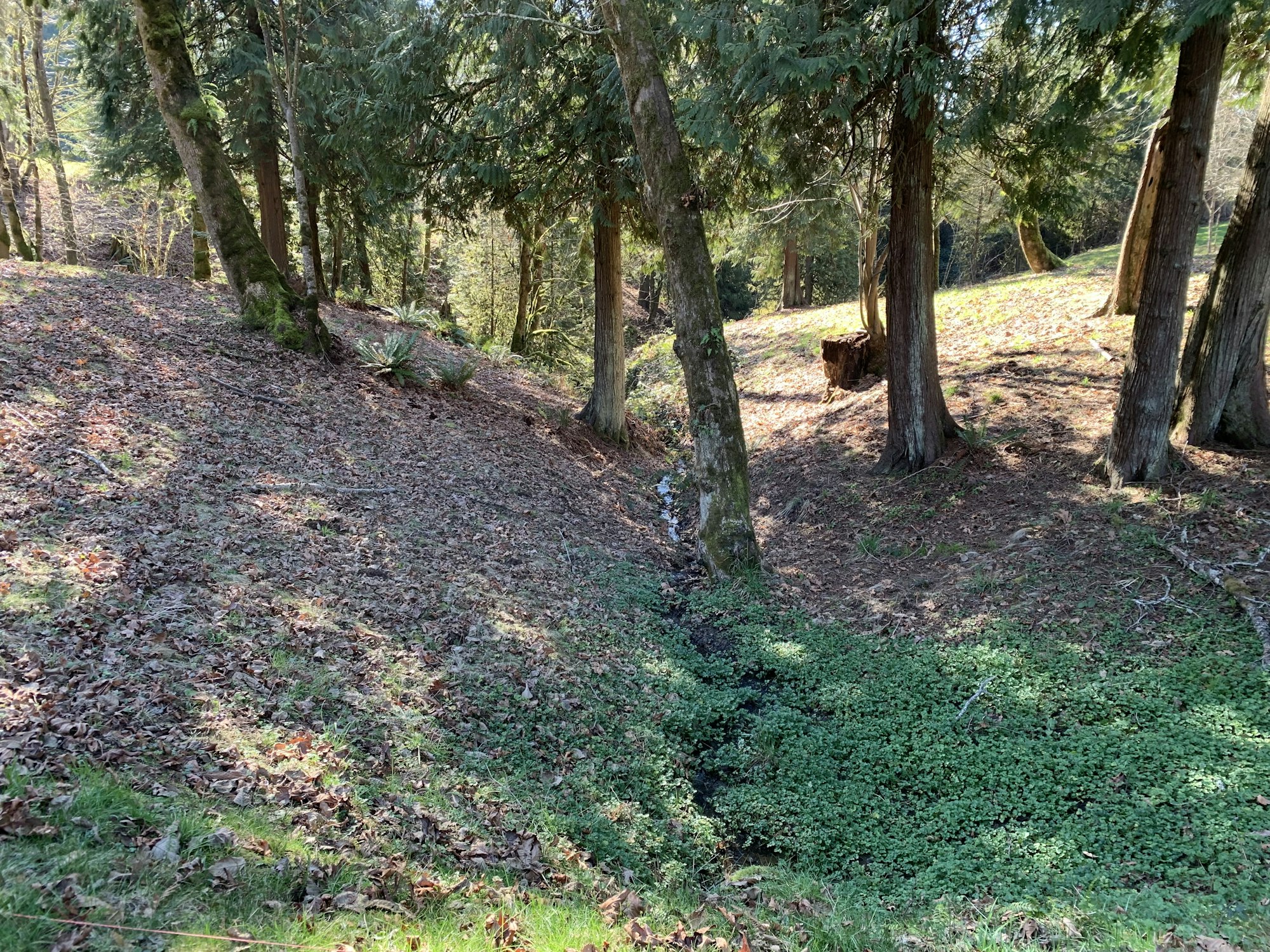 Forest with trees, leafy ground, and patches of green vegetation under sunlight.