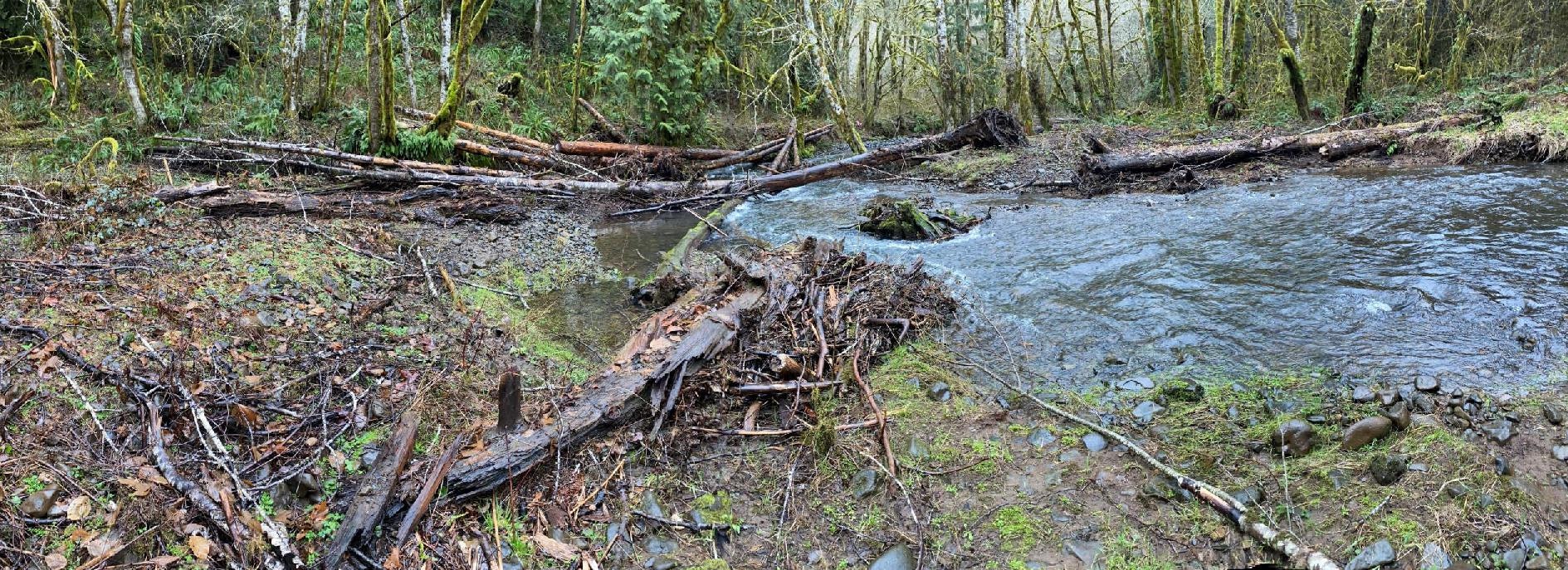 A forest scene with a flowing creek, fallen logs, and moss-covered trees.