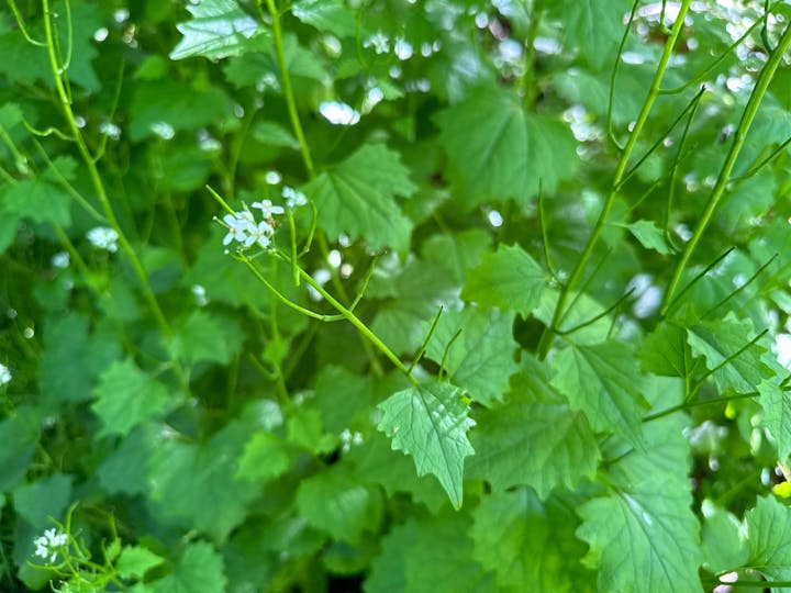 Lush green leaves with delicate white flowers, possibly in a garden or wild setting.
