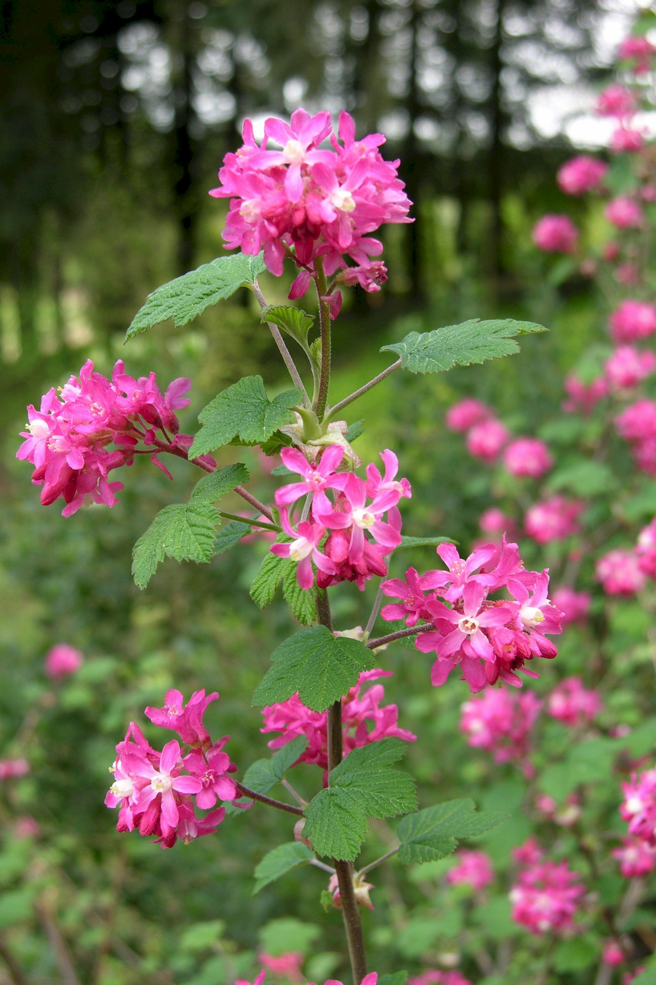 May contain: flower, geranium, plant, and petal