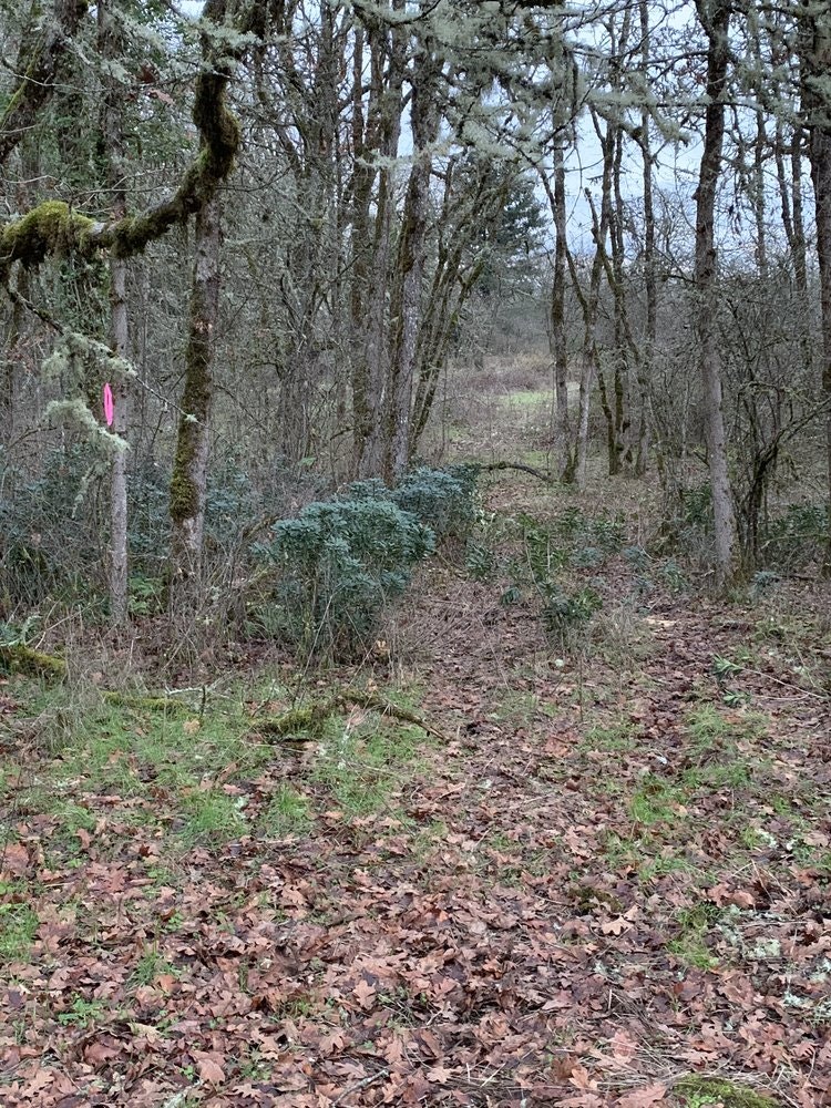 May contain: grove, land, nature, outdoors, plant, tree, vegetation, woodland, wilderness, jungle, ground, path, rainforest, and trail