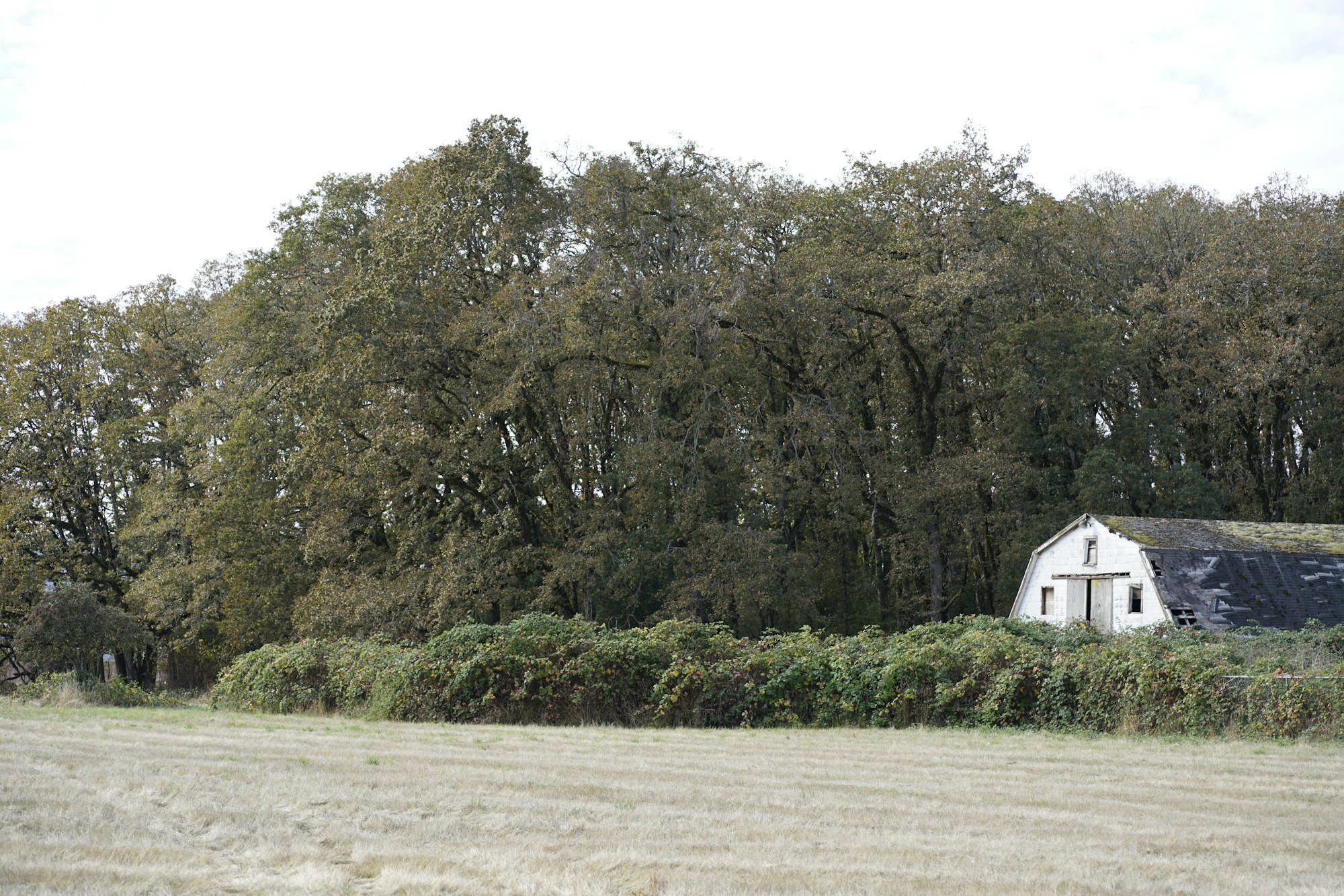 Overgrown barn near dense trees, surrounded by a field and bushes.