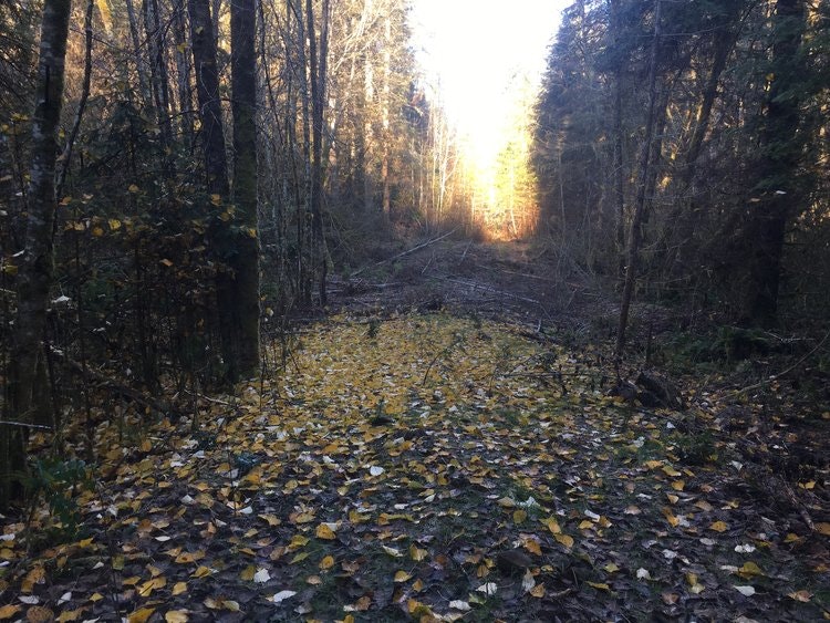 May contain: plant, vegetation, land, nature, outdoors, tree, woodland, ground, sunlight, scenery, path, autumn, and trail